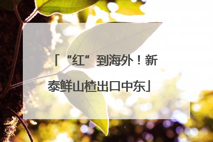 “红”到海外！新泰鲜山楂出口中东