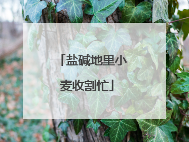 盐碱地里小麦收割忙