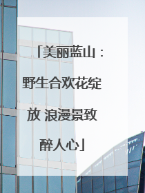 美丽蓝山：野生合欢花绽放 浪漫景致醉人心