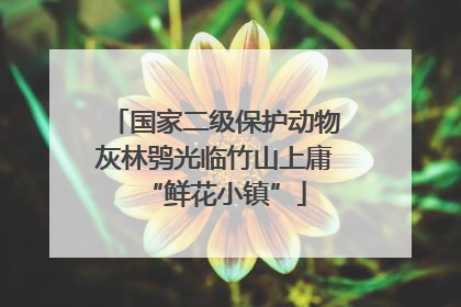国家二级保护动物灰林鸮光临竹山上庸“鲜花小镇”