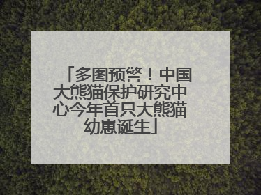 多图预警！中国大熊猫保护研究中心今年首只大熊猫幼崽诞生