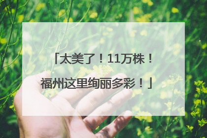 太美了！11万株！福州这里绚丽多彩！