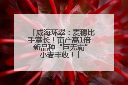 威海环翠：麦穗比手掌长！亩产高1倍 新品种“巨无霸”小麦丰收！