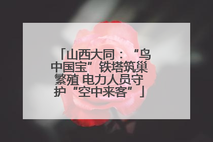 山西大同:“鸟中国宝”铁塔筑巢繁殖 电力人员守护“空中来客”