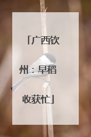 广西钦州：早稻收获忙