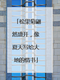 松果菊翩然盛开，像夏天写给大地的情书