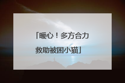 暖心！多方合力救助被困小猫