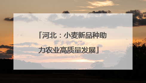 河北：小麦新品种助力农业高质量发展