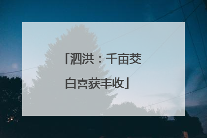 泗洪：千亩茭白喜获丰收