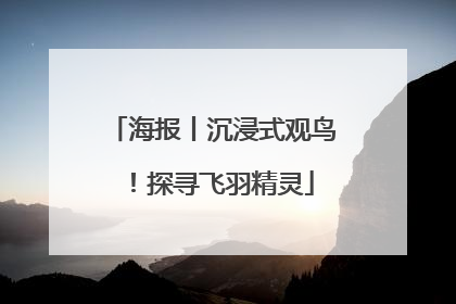 海报丨沉浸式观鸟！探寻飞羽精灵