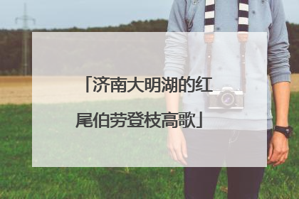济南大明湖的红尾伯劳登枝高歌