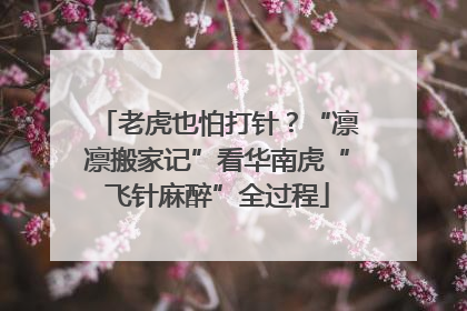老虎也怕打针？“凛凛搬家记”看华南虎“飞针麻醉”全过程