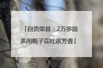 自贡荣县：2万多亩茶用栀子花吐露芳香