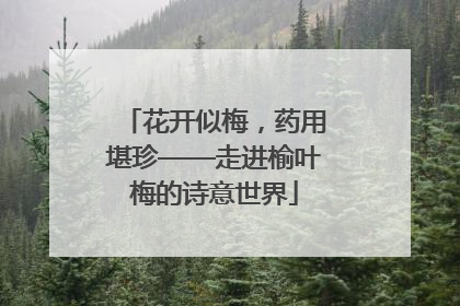 花开似梅，药用堪珍——走进榆叶梅的诗意世界