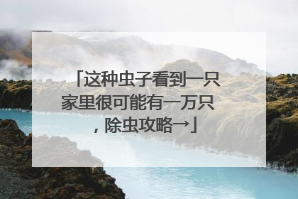 这种虫子看到一只家里很可能有一万只，除虫攻略→