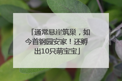 通常悬崖筑巢，如今首钢园安家！还孵出10只萌宝宝