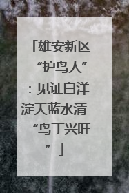 雄安新区“护鸟人”：见证白洋淀天蓝水清“鸟丁兴旺”