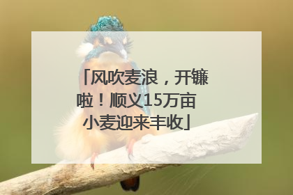 风吹麦浪，开镰啦！顺义15万亩小麦迎来丰收