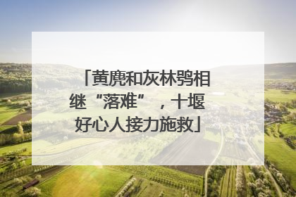 黄麂和灰林鸮相继“落难”，十堰好心人接力施救
